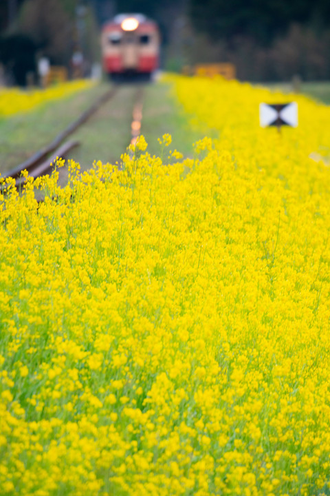 鉄道旅情　