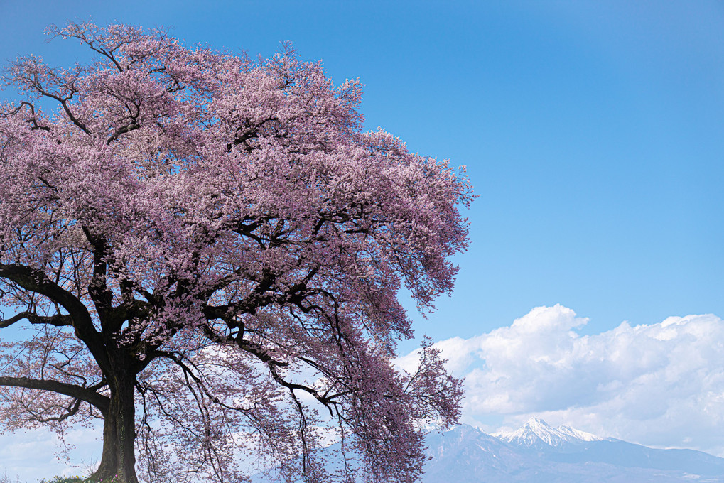 桜を巡る旅