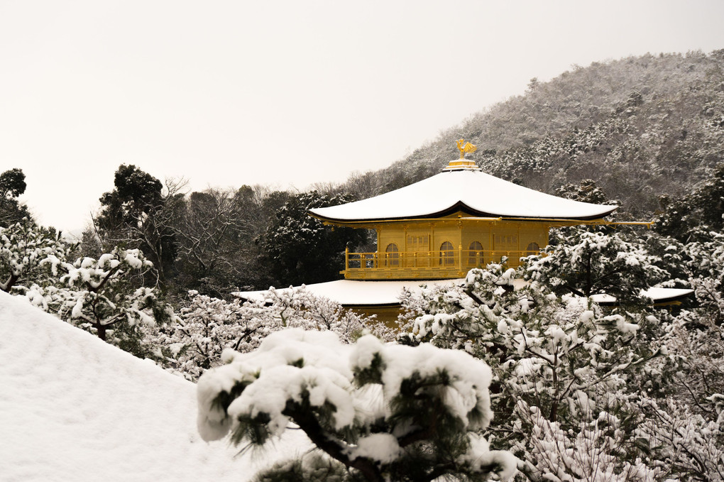 京都の積雪