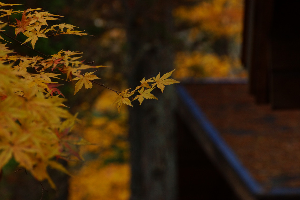 軽井沢リゾートの紅葉