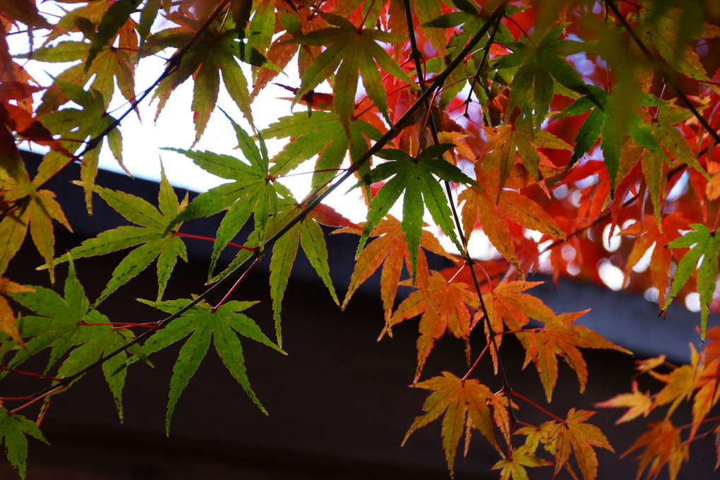 軽井沢リゾートの紅葉