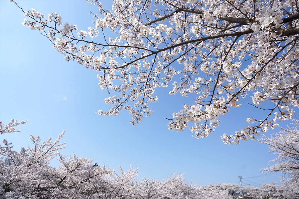 桜+青空