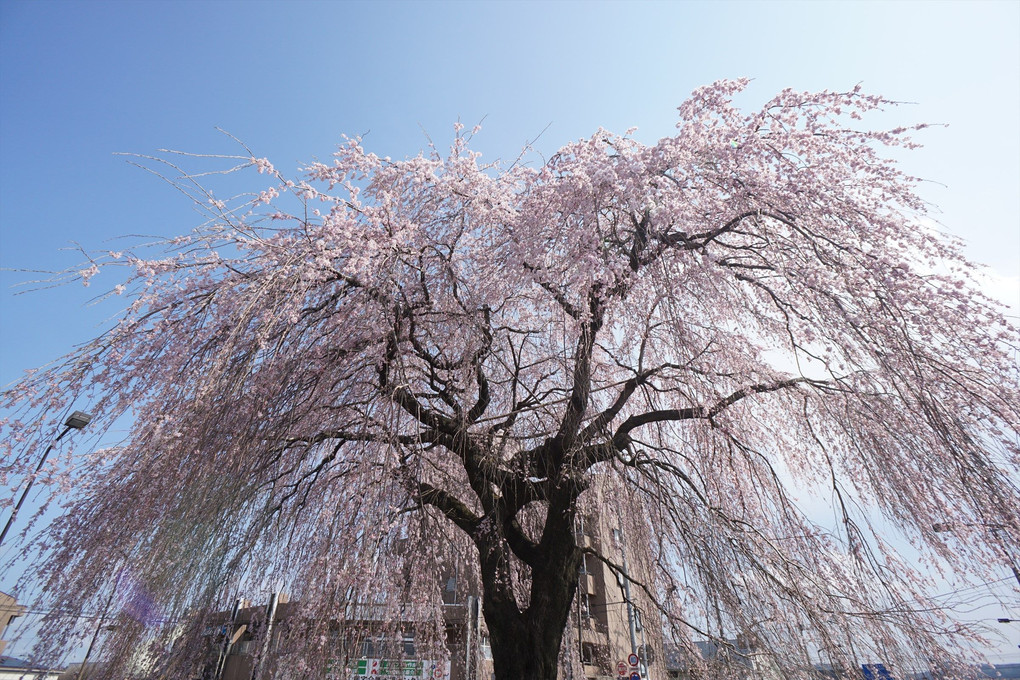 100年枝垂れ桜