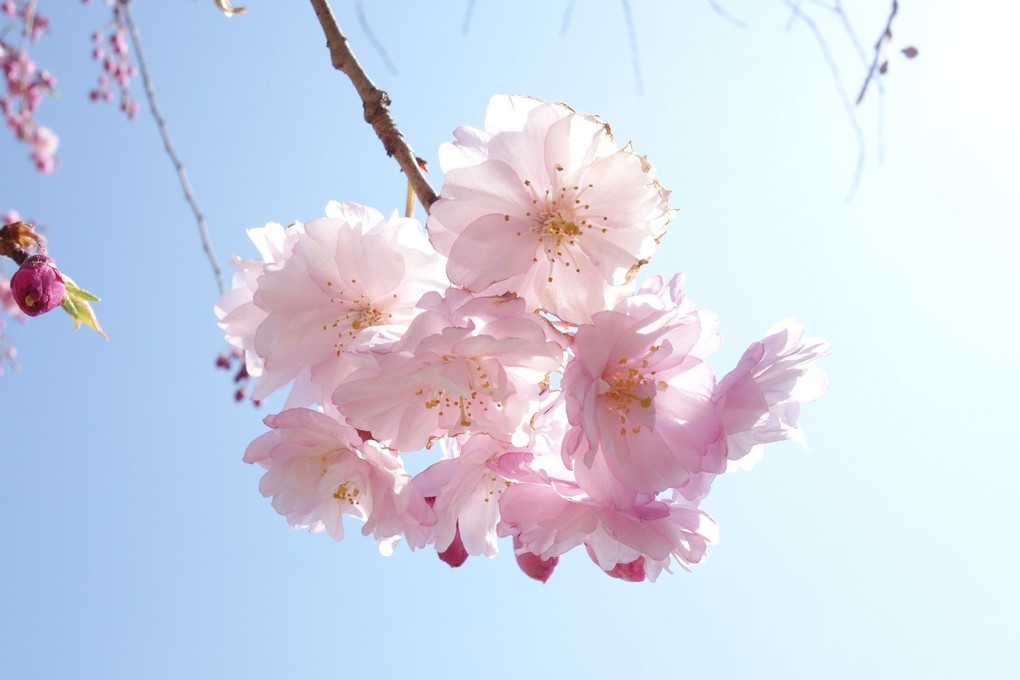 快晴に八重桜見つけた