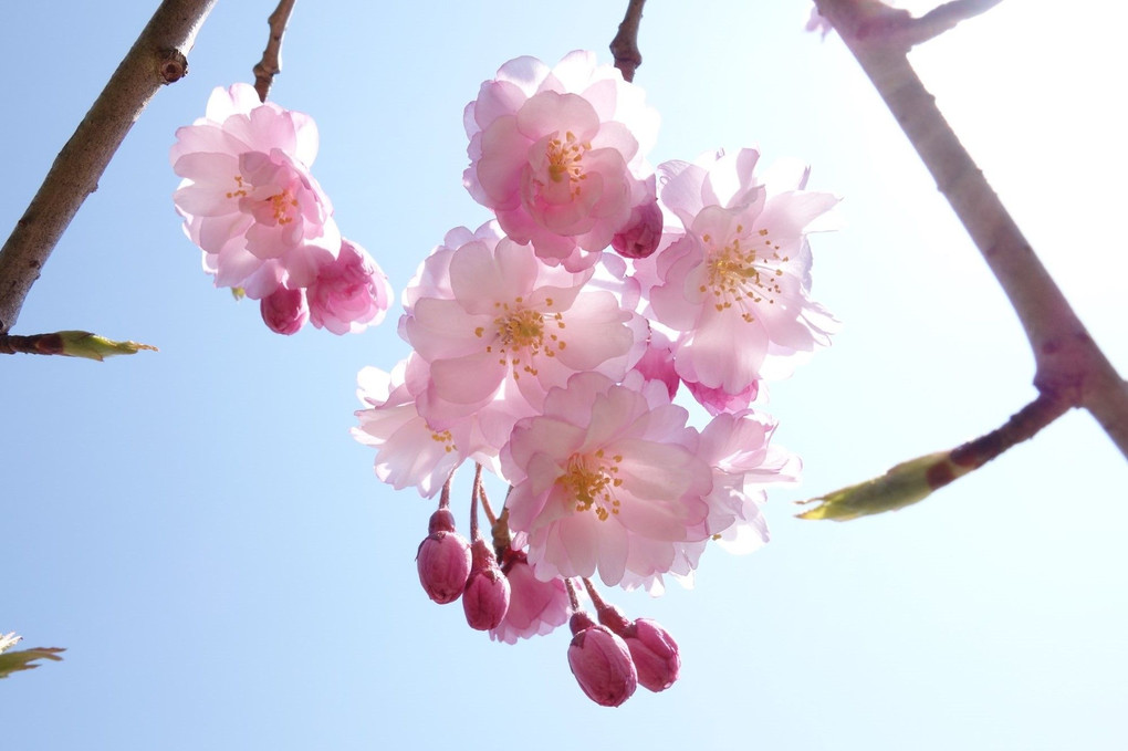 快晴に八重桜見つけた
