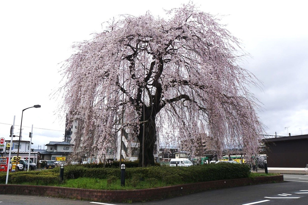 １００年枝垂れ桜