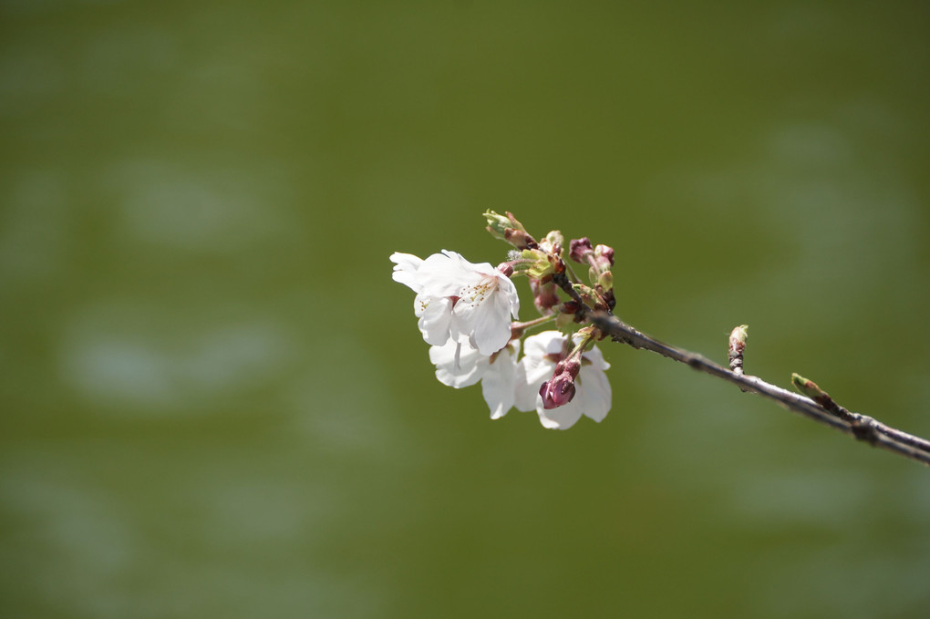 2017年4月撮影（２）