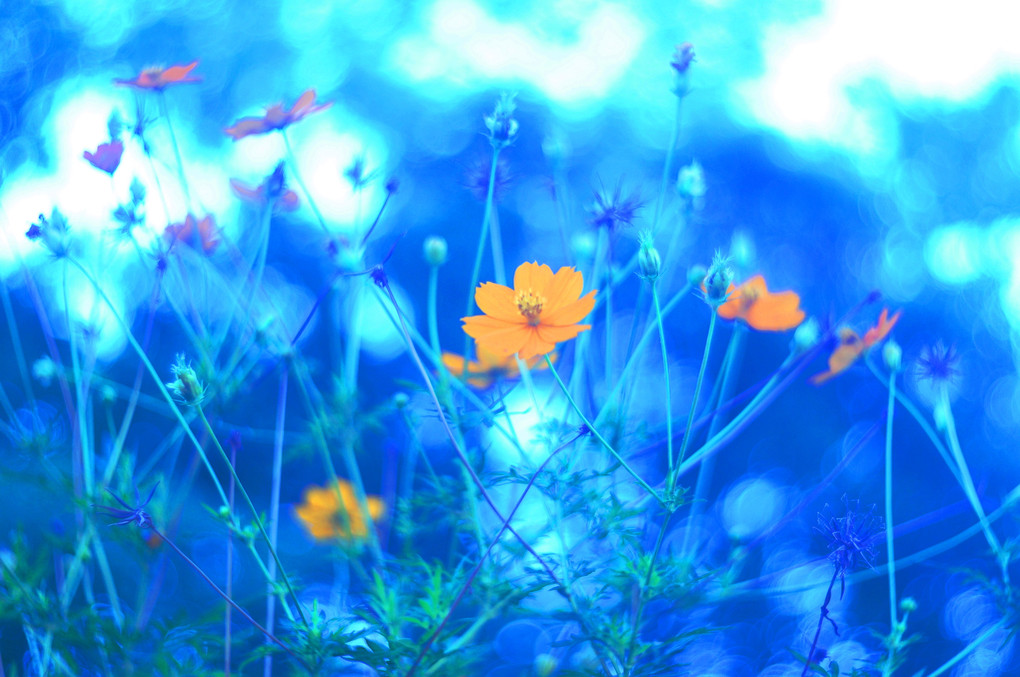 Cosmos in the Blue World