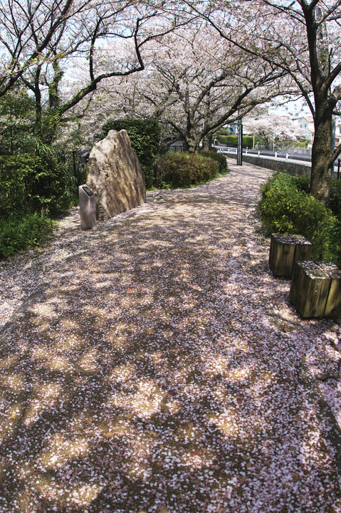 桧原桜の木漏れ日と落桜花