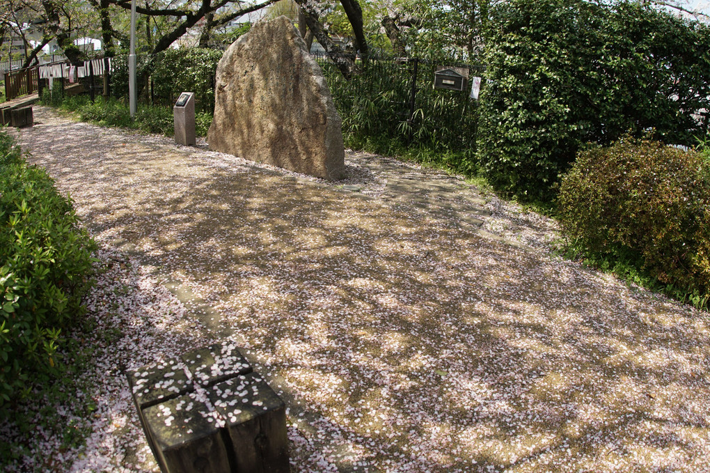 桧原桜の木漏れ日と落桜花