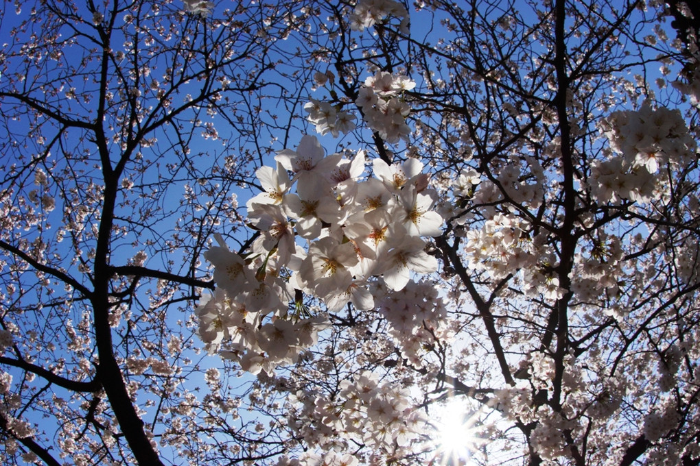 陽光を背に満開の桜