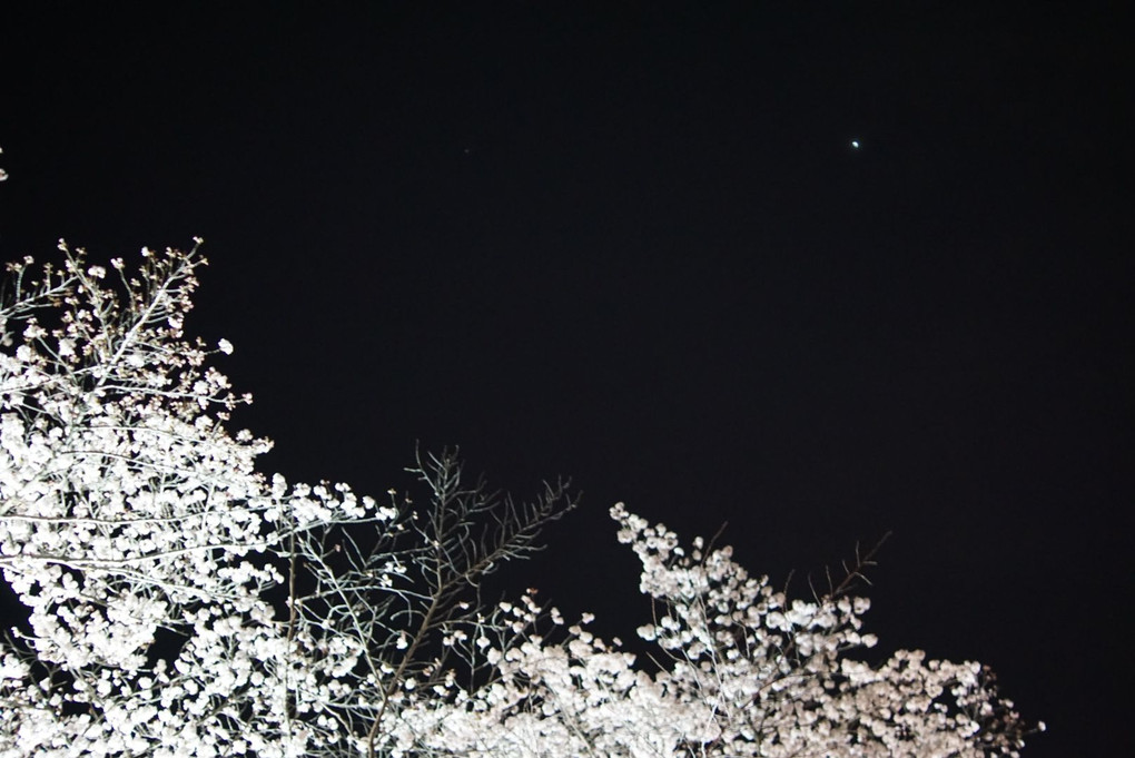 桜と星