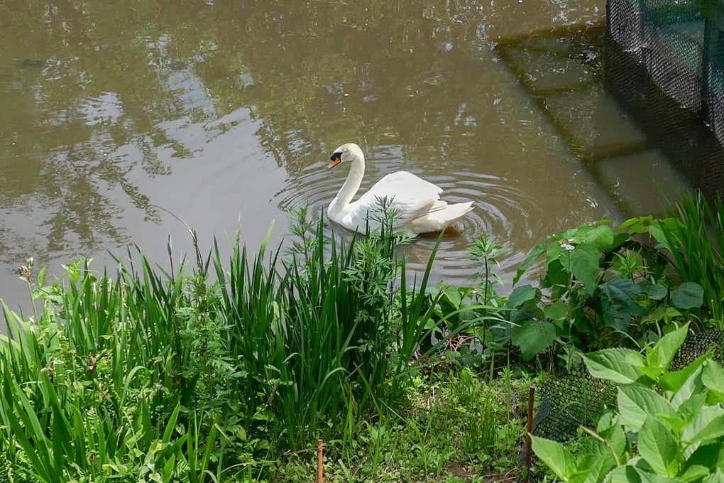 白鳥の池
