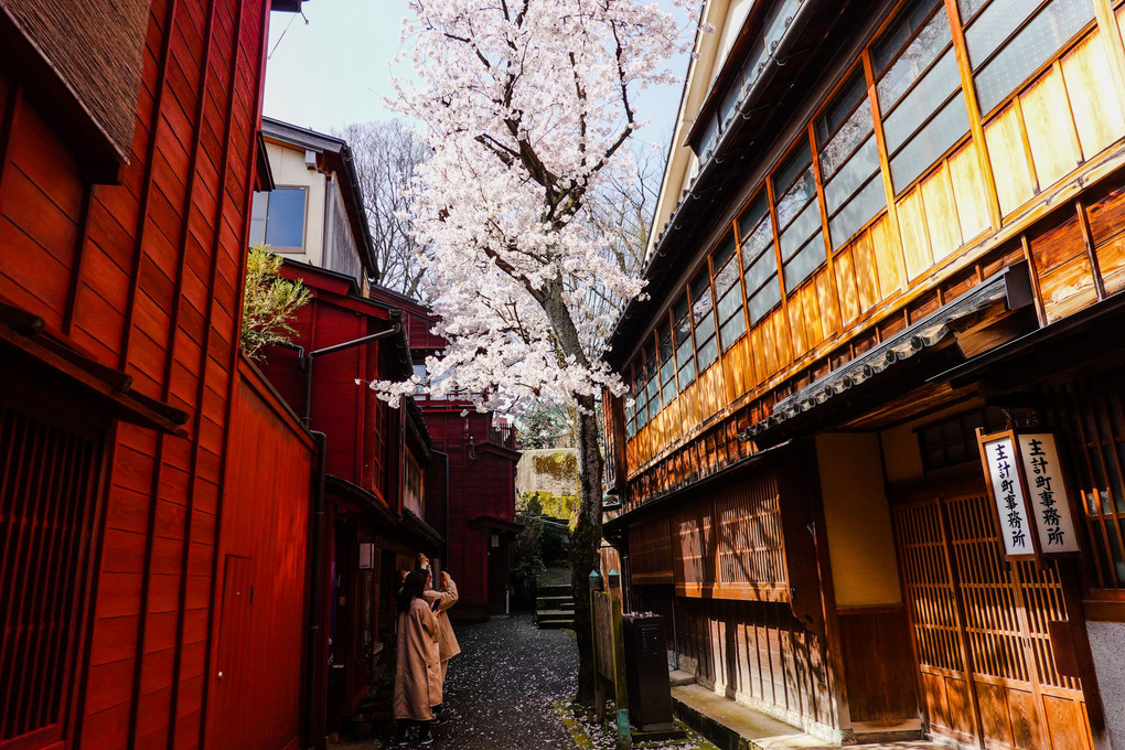 主計町の桜