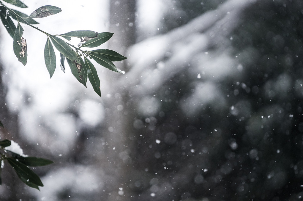 雪、深深と