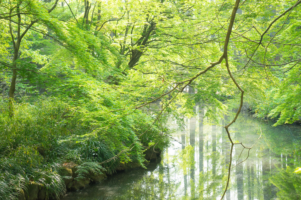 朝日に輝く