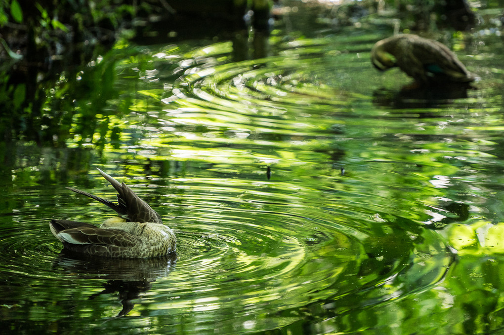 green reflection