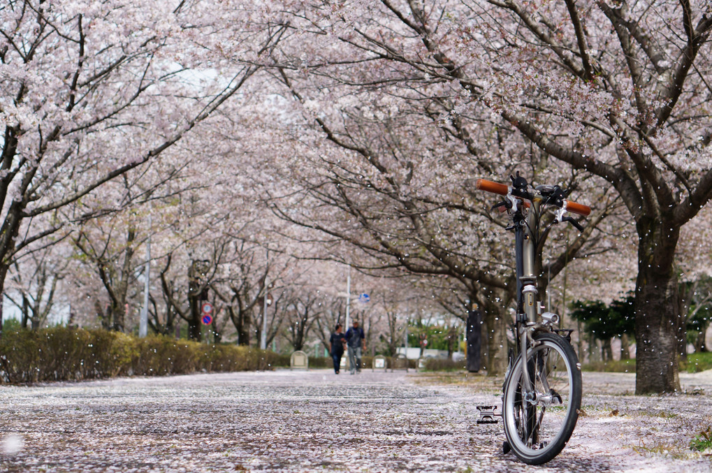 桜吹雪の中で