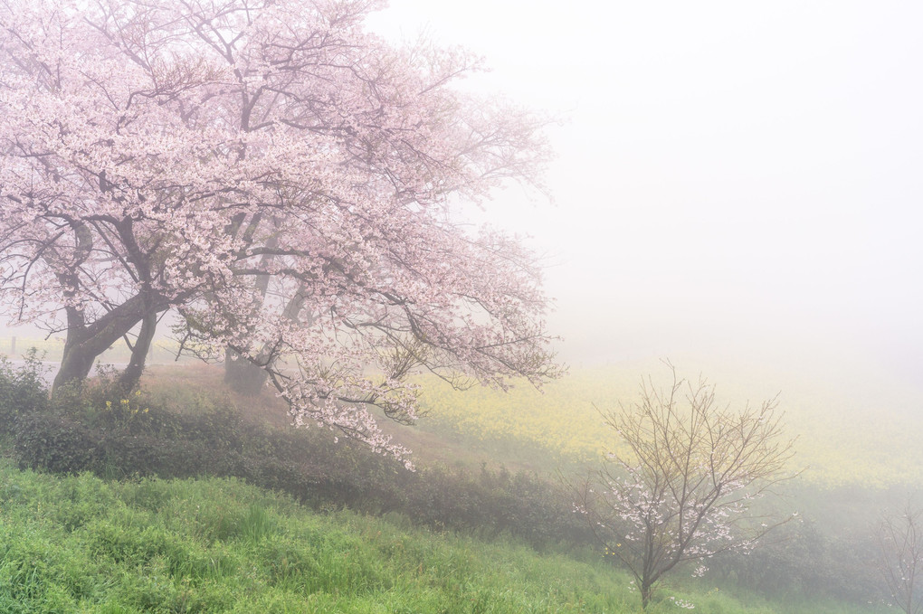 春と霧雨