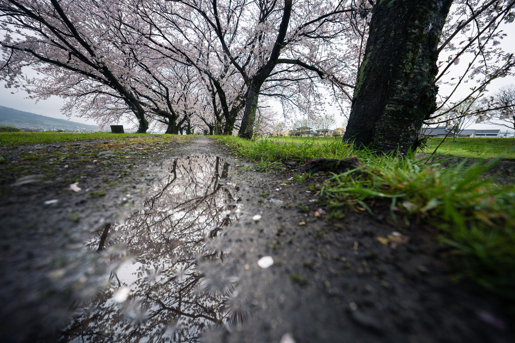 水溜りに映る桜