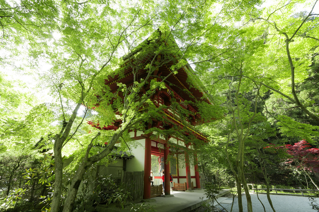 室生寺の新緑