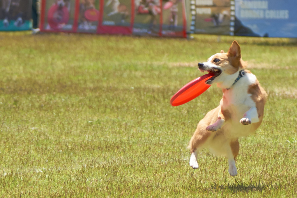 DISK大会　オモシロ写真集