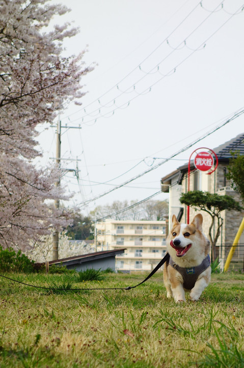 お花見散歩楽しいな♪