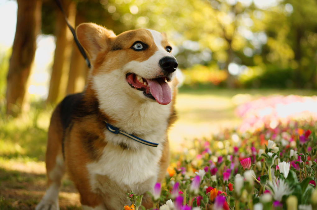 愛犬とお花畑