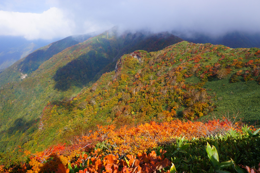 陽に燃ゆる紅葉