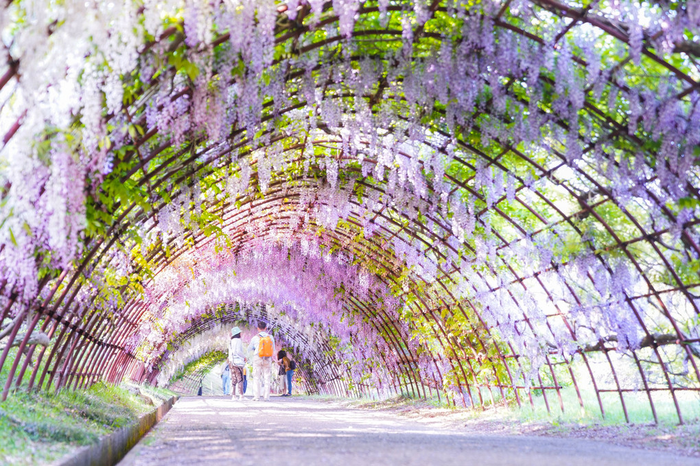 藤のトンネル