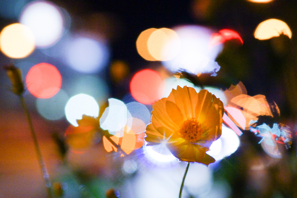 秋の夜花~キバナコスモス