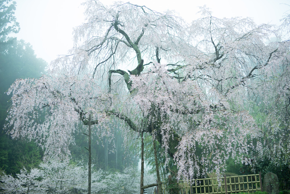 霧の中の枝垂れ桜
