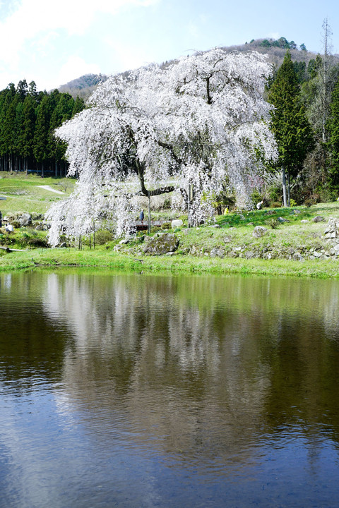 中原の枝垂れ桜　その２