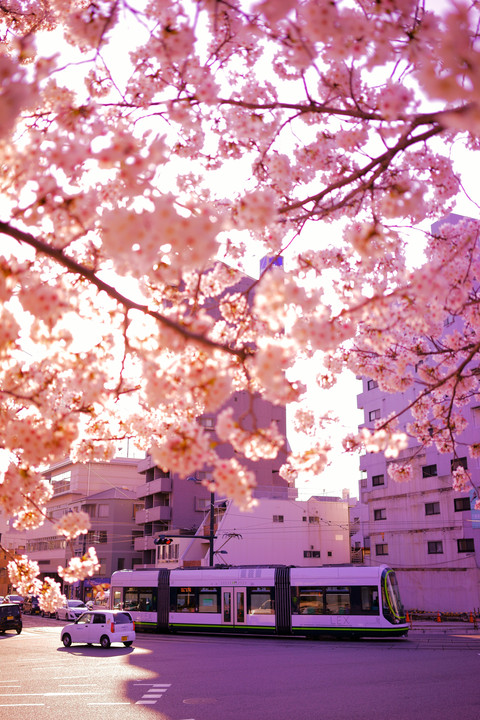 広電の春2014～桜色に染まる
