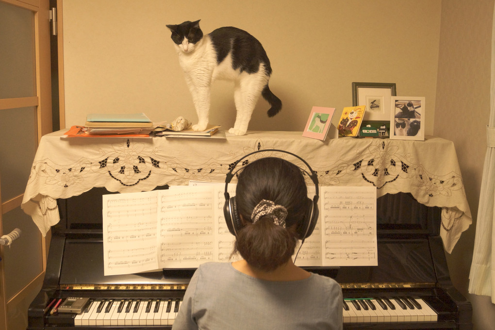 ピアノ色の猫