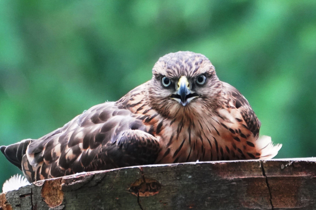 オオタカ幼鳥の眼力