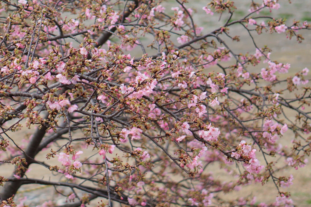 河津桜