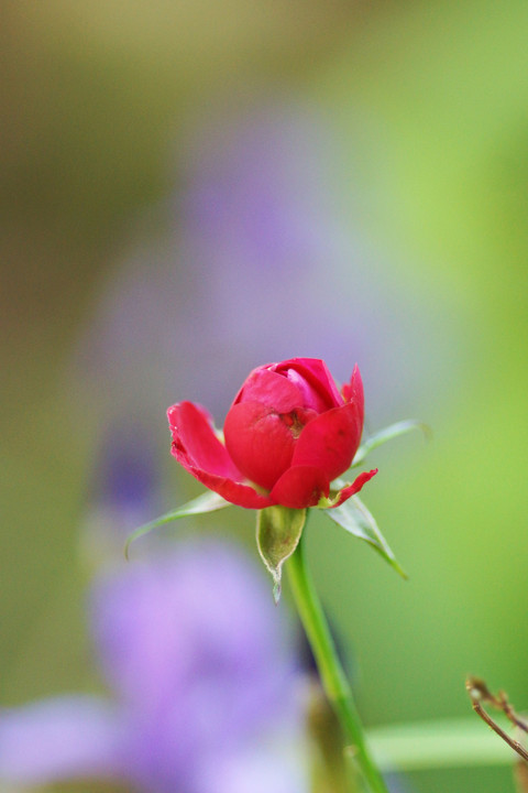 紅き薔薇ひとつ