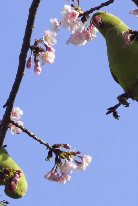 インコと桜