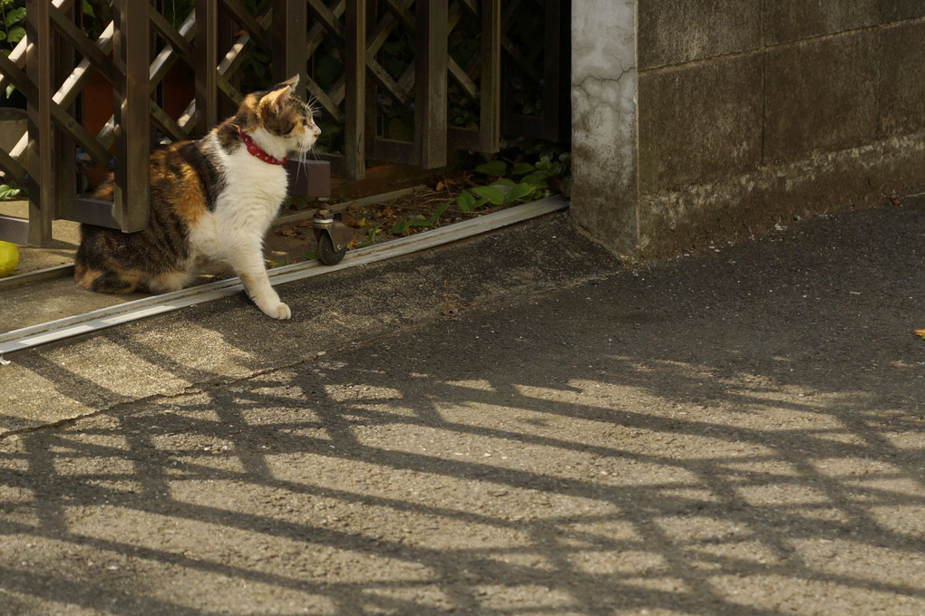 待ち猫来たらず