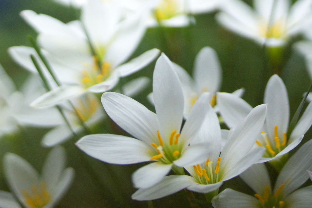 秋口に咲く白い花