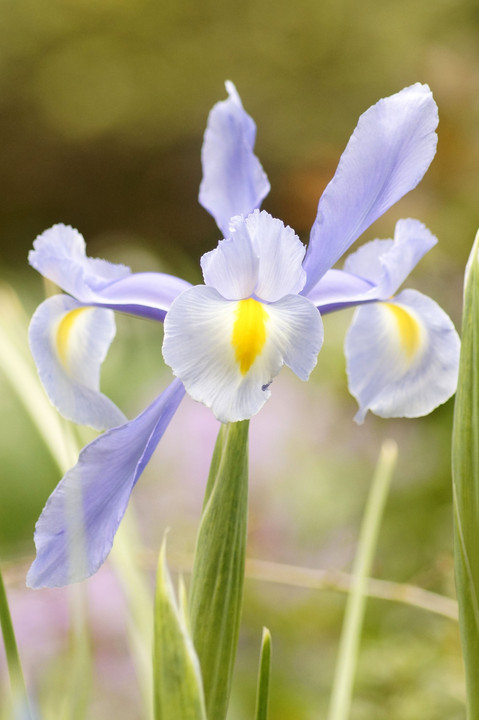 なんていったっけこの花