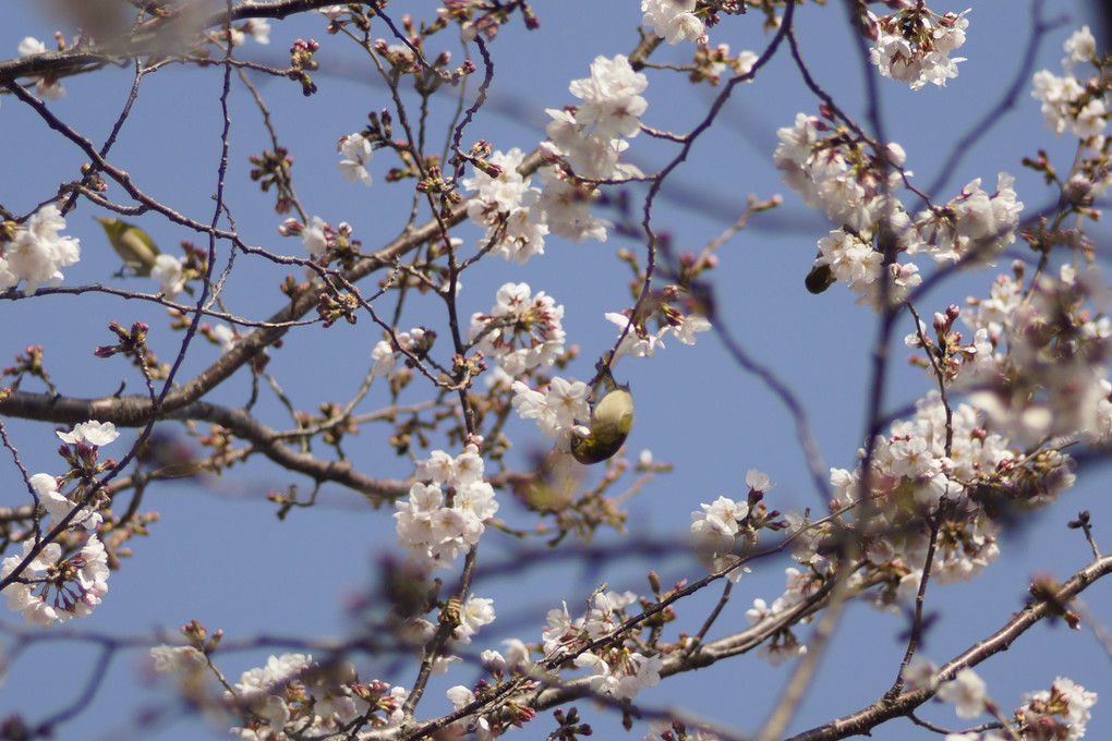 桜vsメジロ