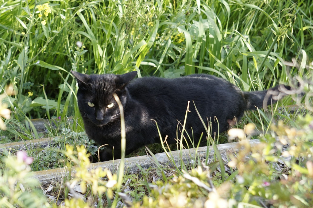 土手沿いで日向ぼっこの黒猫さん
