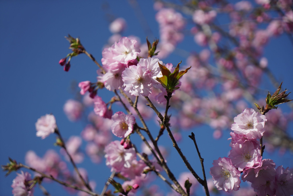 水道公園の桜