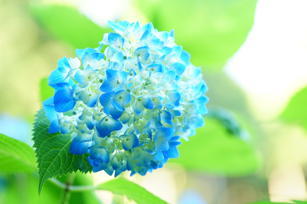 雨が恋しい