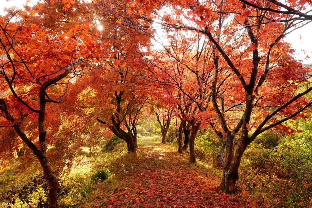 紅葉のトンネル