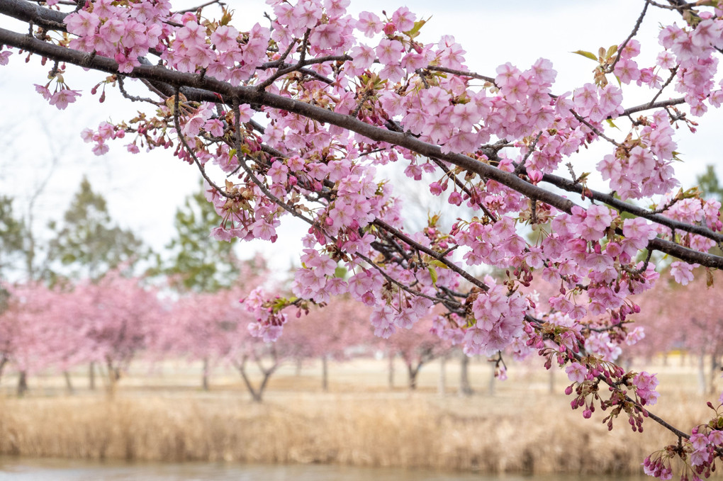 🌸河津桜🌸