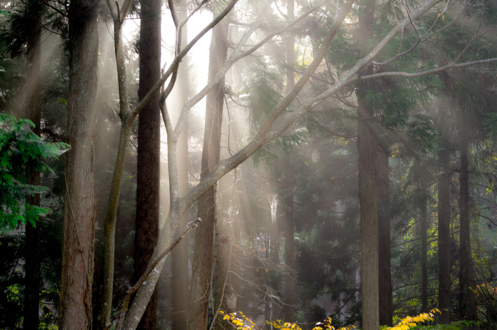 霧を纏った森に降る朝日