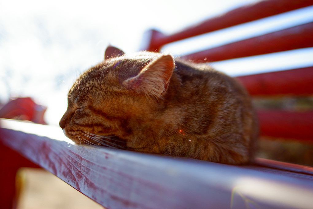 ベンチでくつろぐ猫